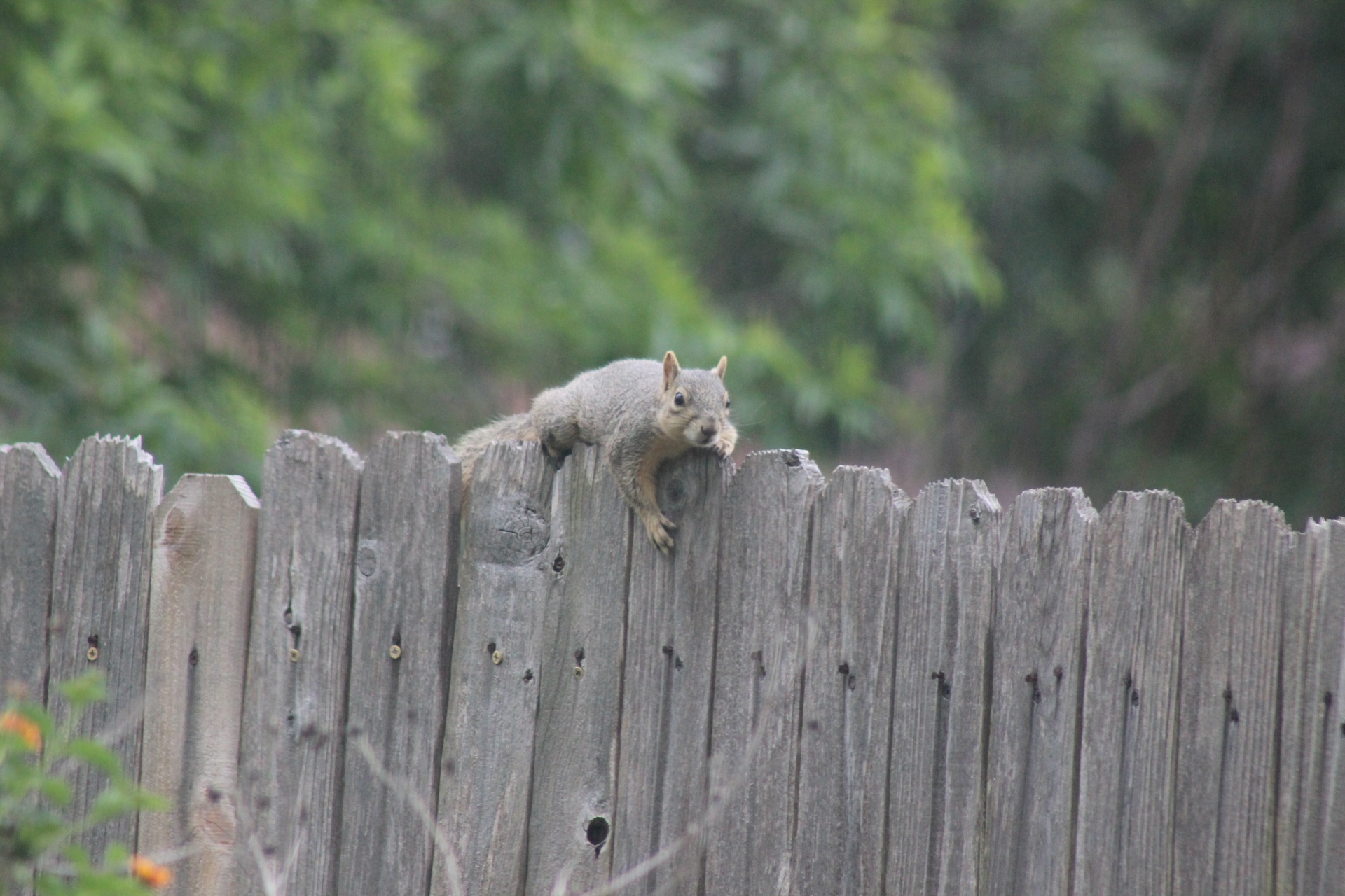 Fox Squirrel Straddling Fence