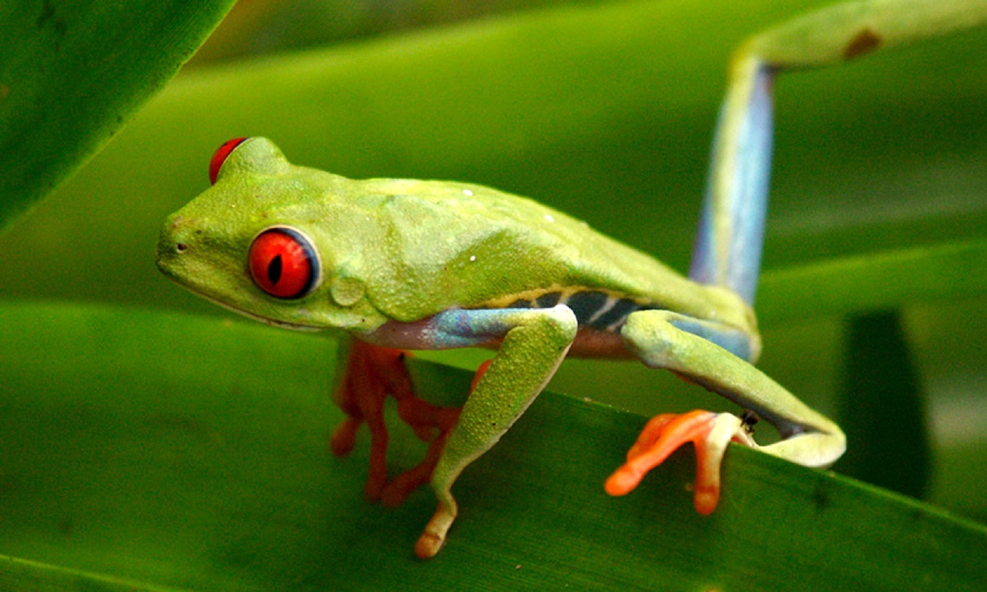 Close Up View of a Tropical Red Eyed Frog