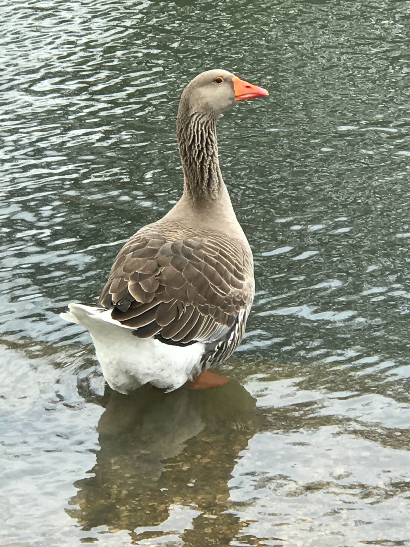 Goose At The Park