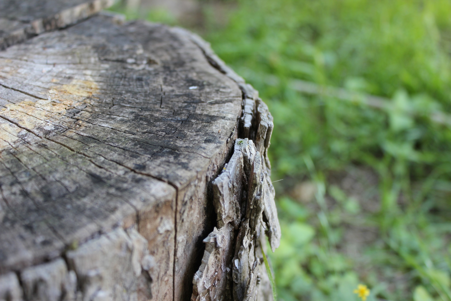 I like the way the camera focused on the creamy, grey-white center of the stump. It also shows the detail of the bark, but the background is blurred.