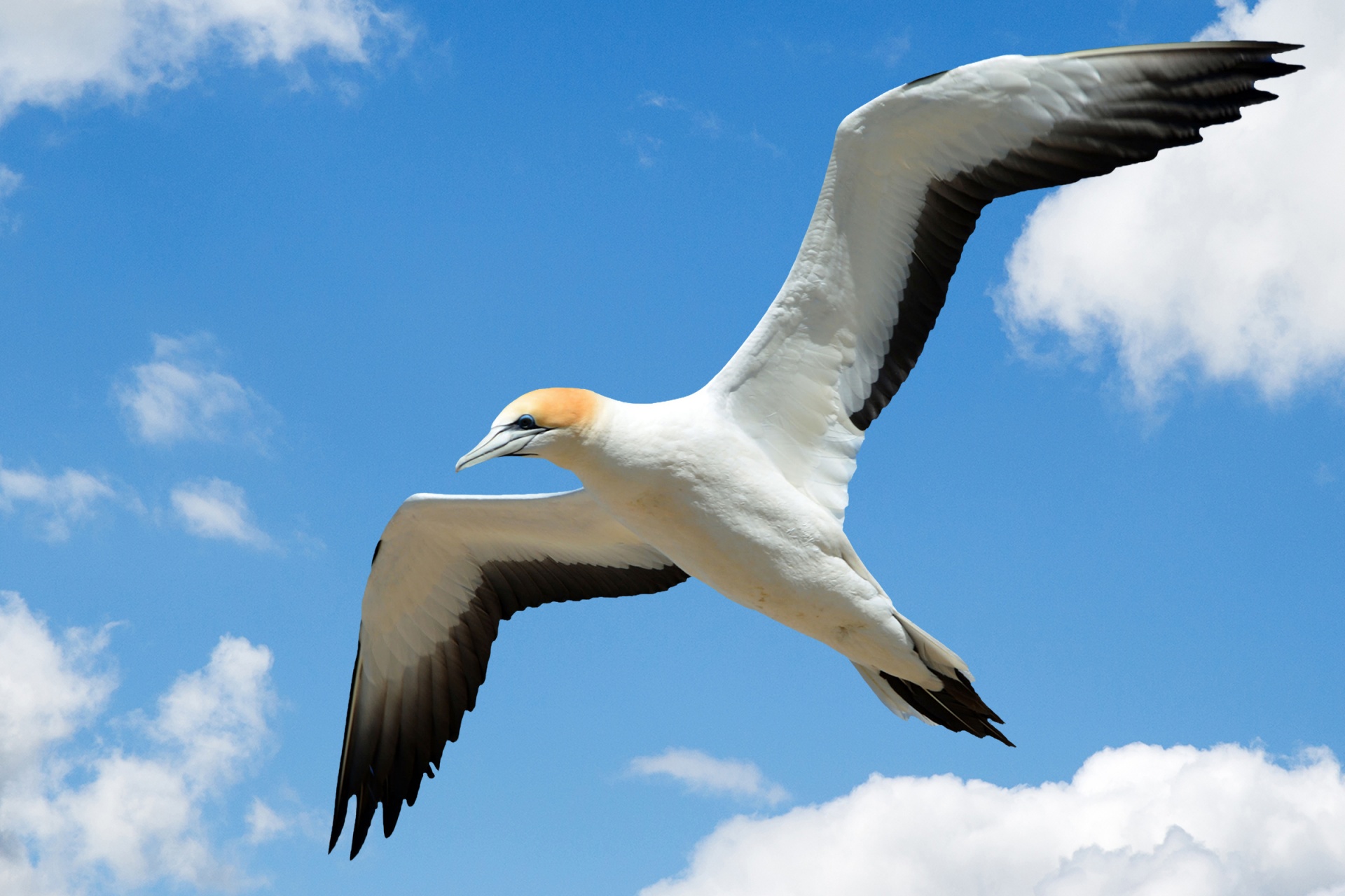 Gull Flying In Sky
