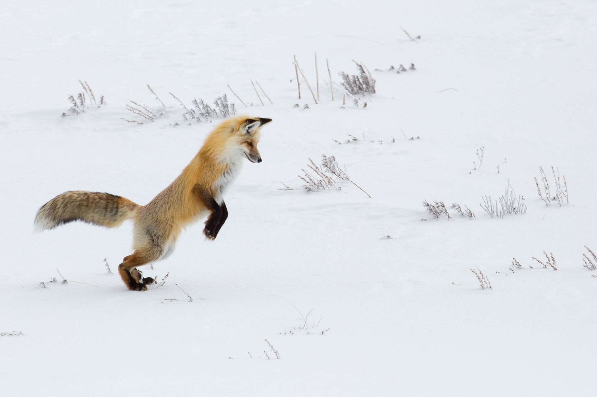 Red Fox Hunting for Food