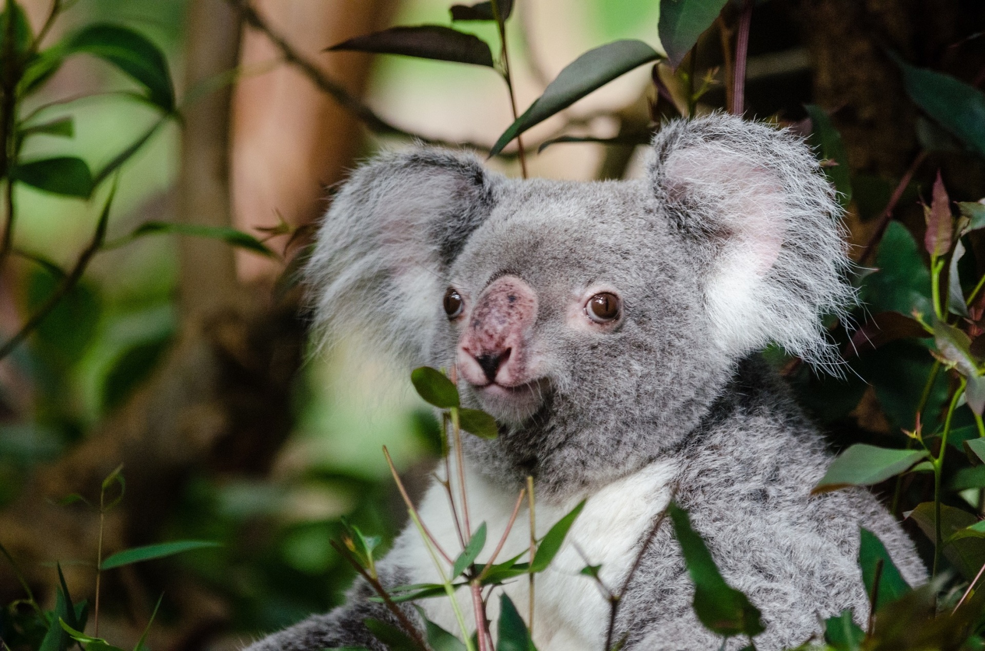 Koala Bear Portrait