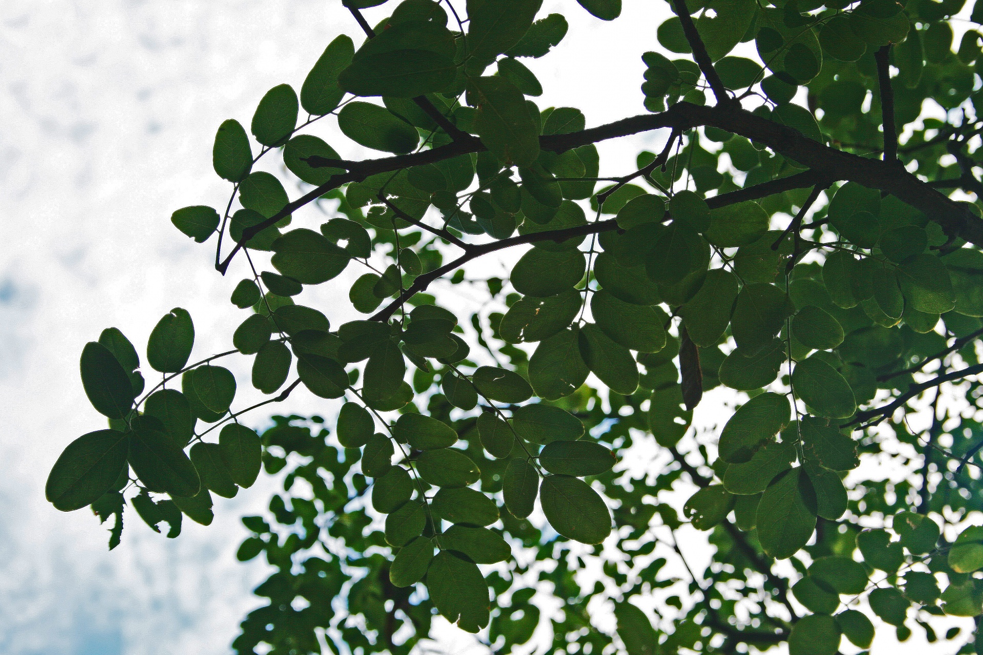 Leaves On Tree Close Up Free Stock Photo - Public Domain Pictures