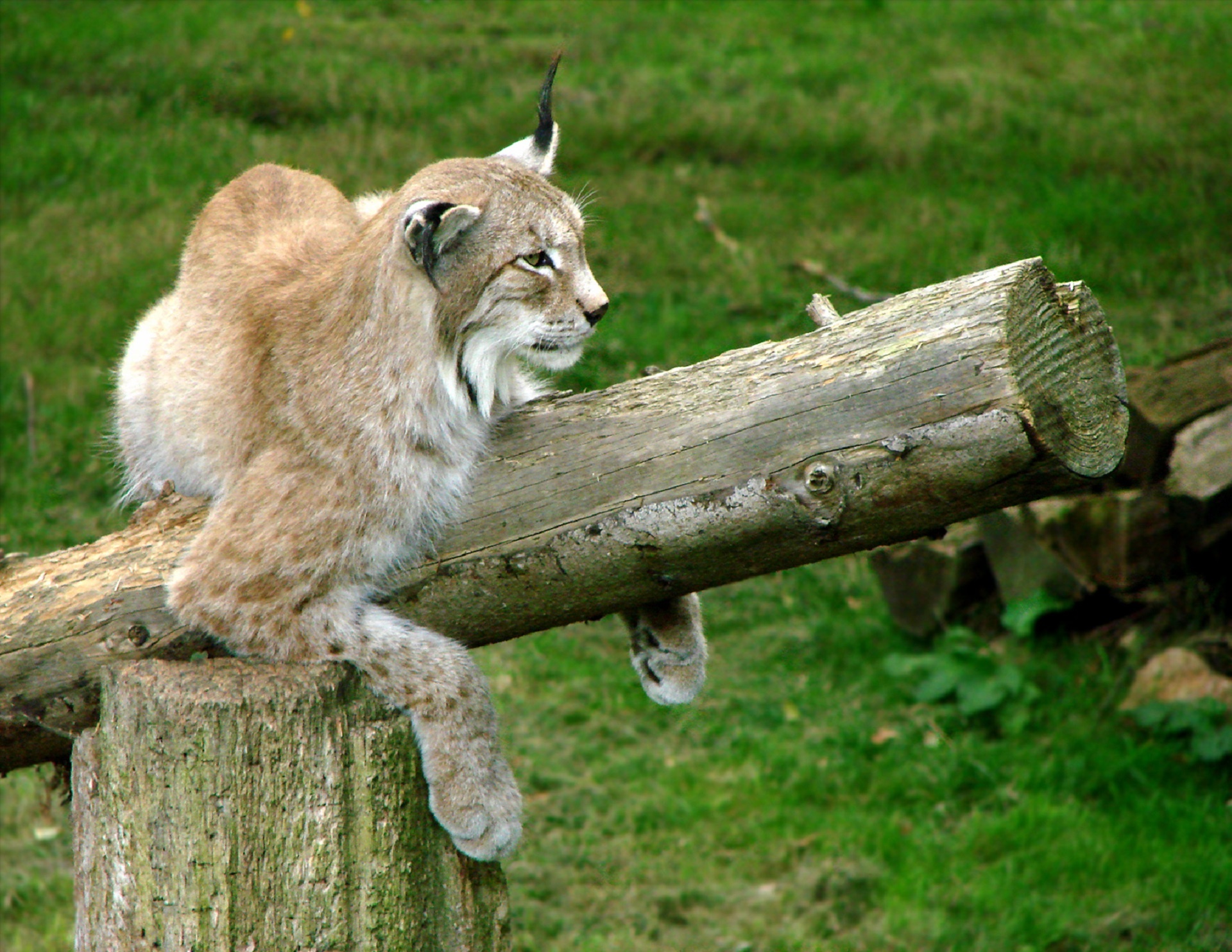 Lynx Looking