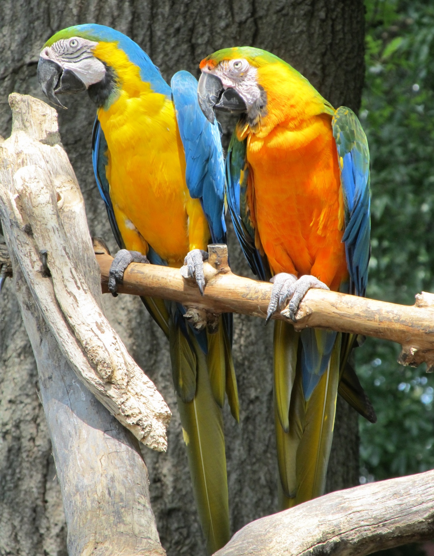 Exotic Blue and Yellow Macaws