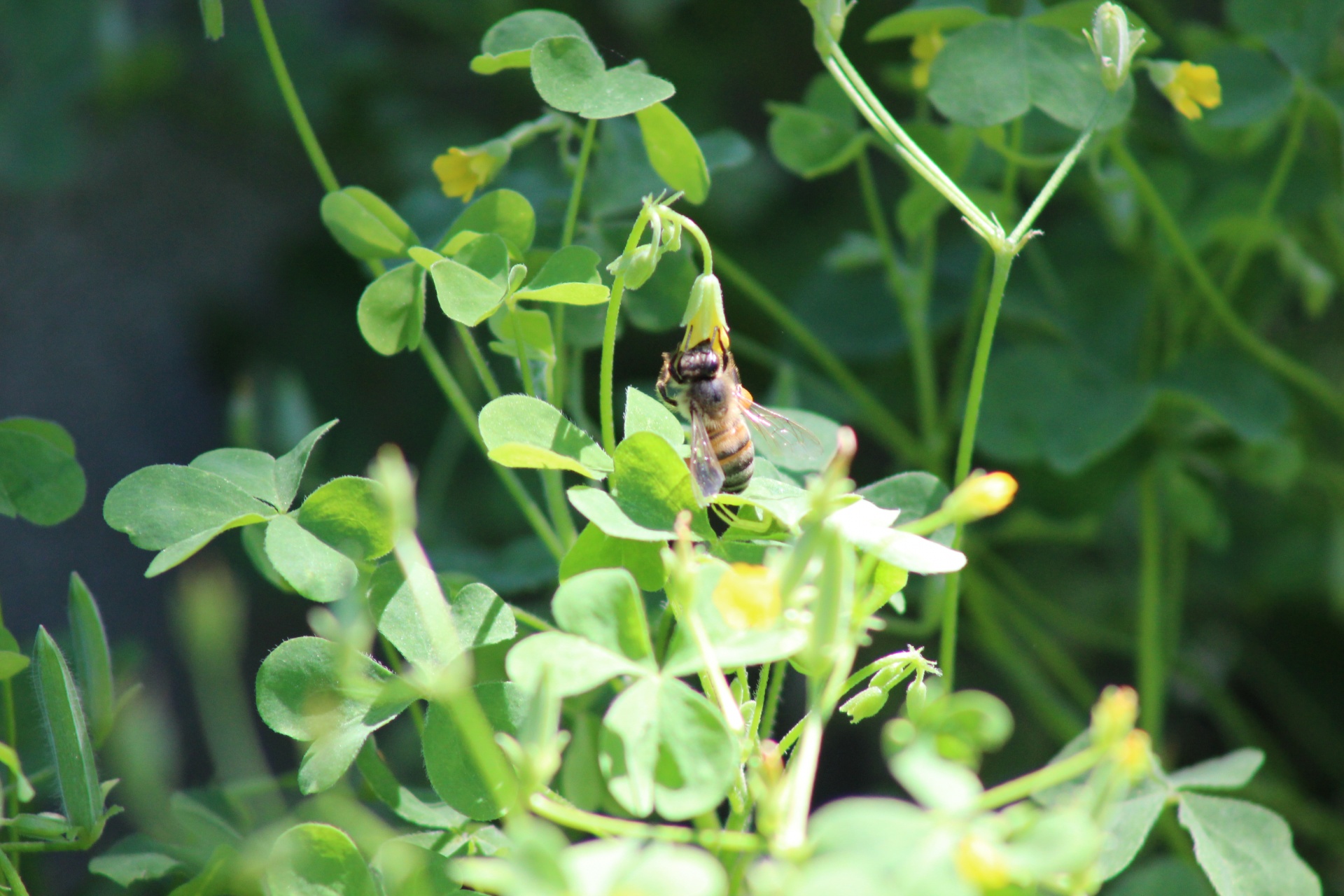 I have a clover patch in my backyard. The bees make their rounds in the garden, and as they do, they drop by to drink out of the little yellow clover blossoms. I caught it while it was busy pollinating.