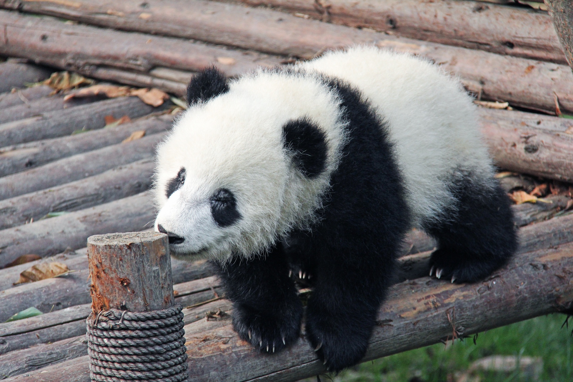 Panda, Giant, Black And White