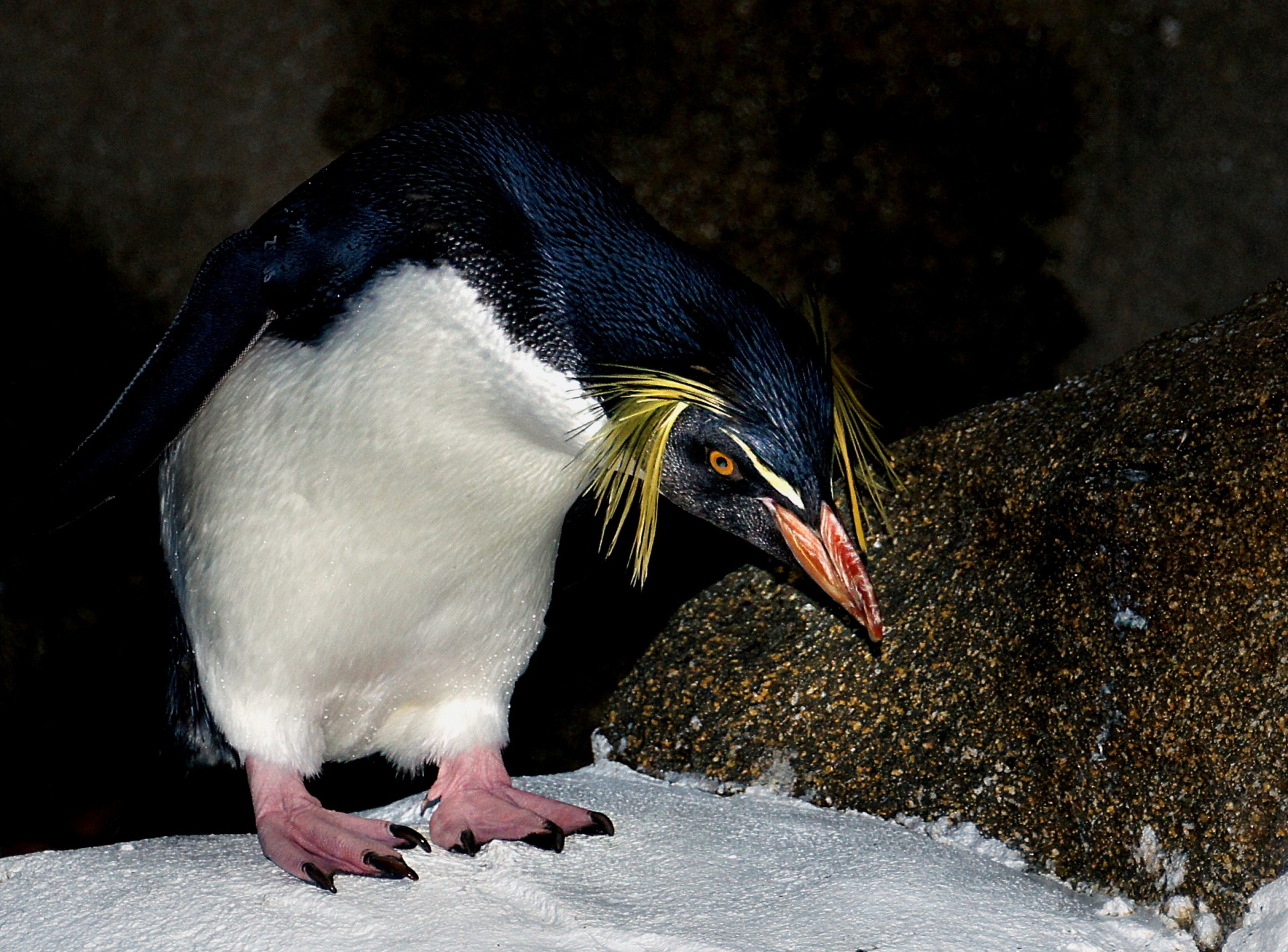 Portrait of a Rockhopper Penguin
