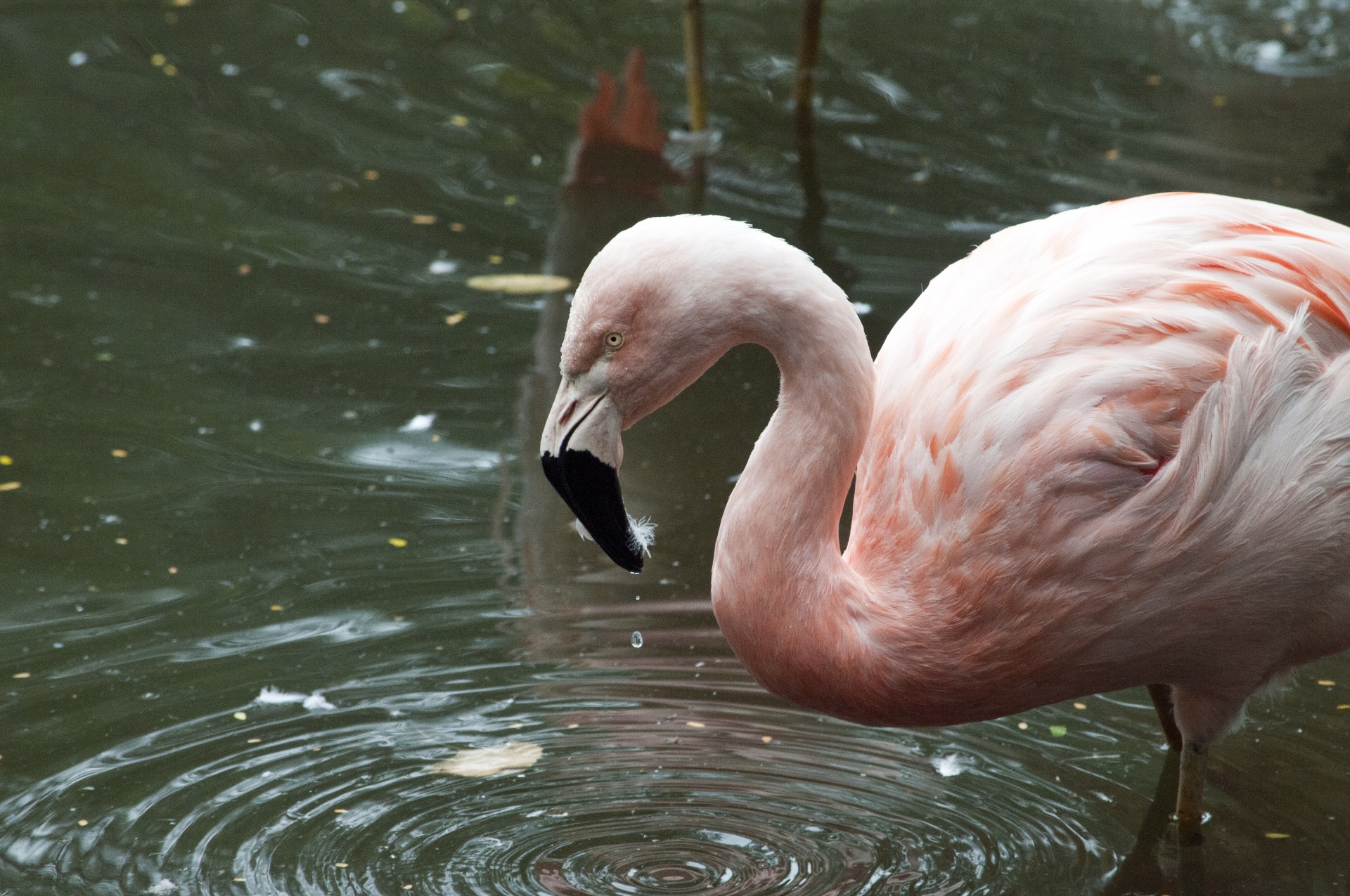 Single flamingo by water