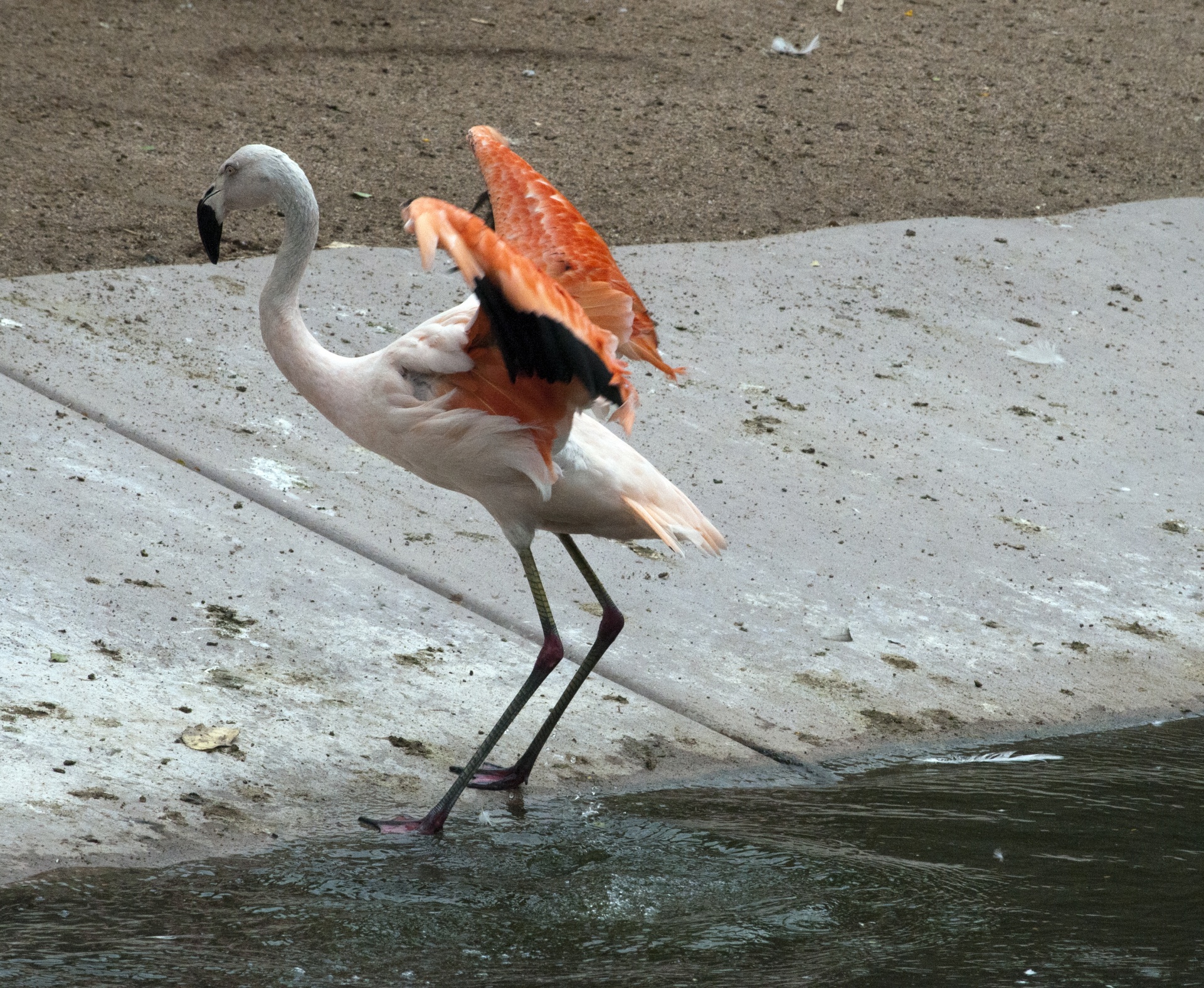 Single flamingo by water stretching wings