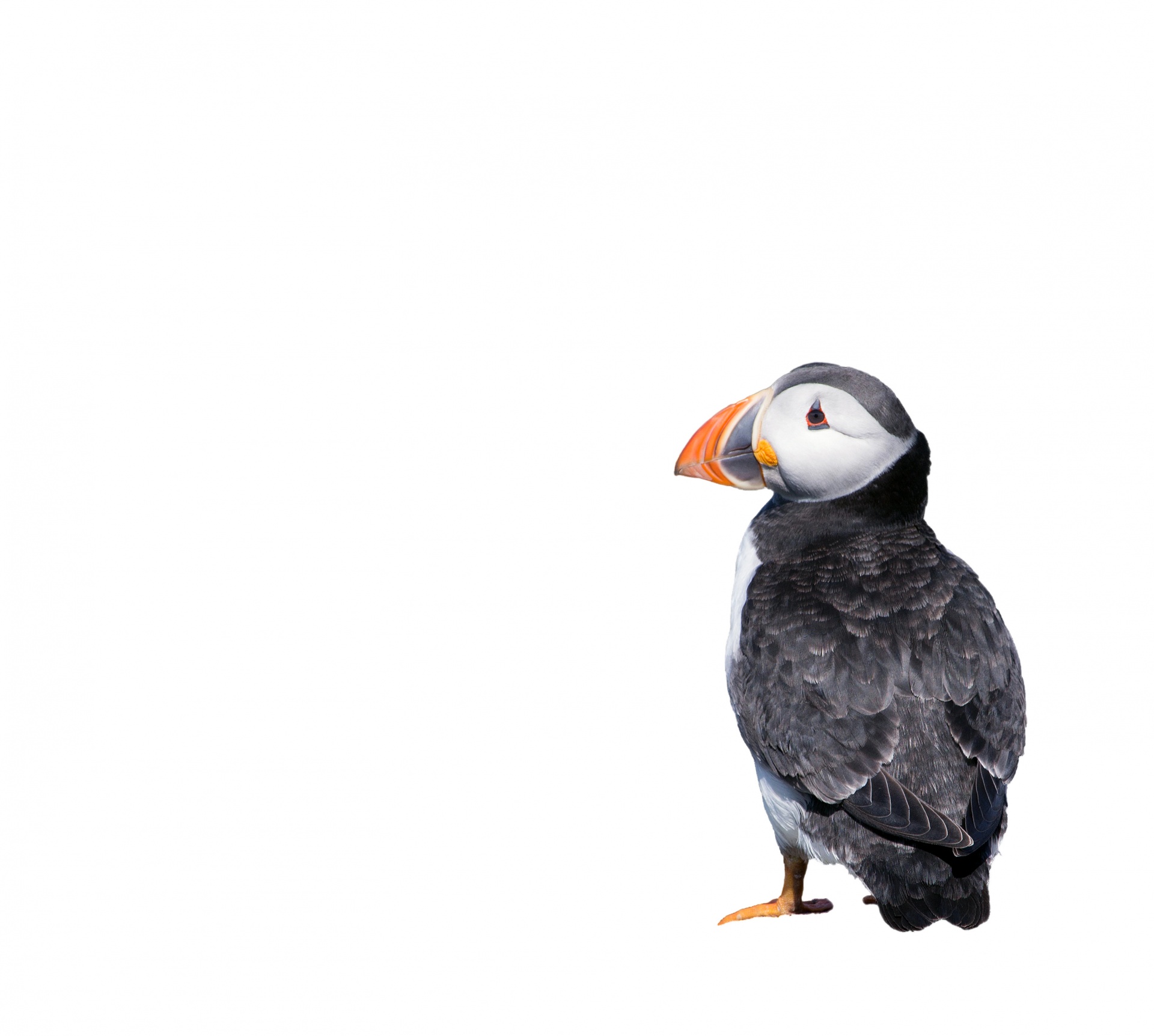 Puffin bird isolated on white background