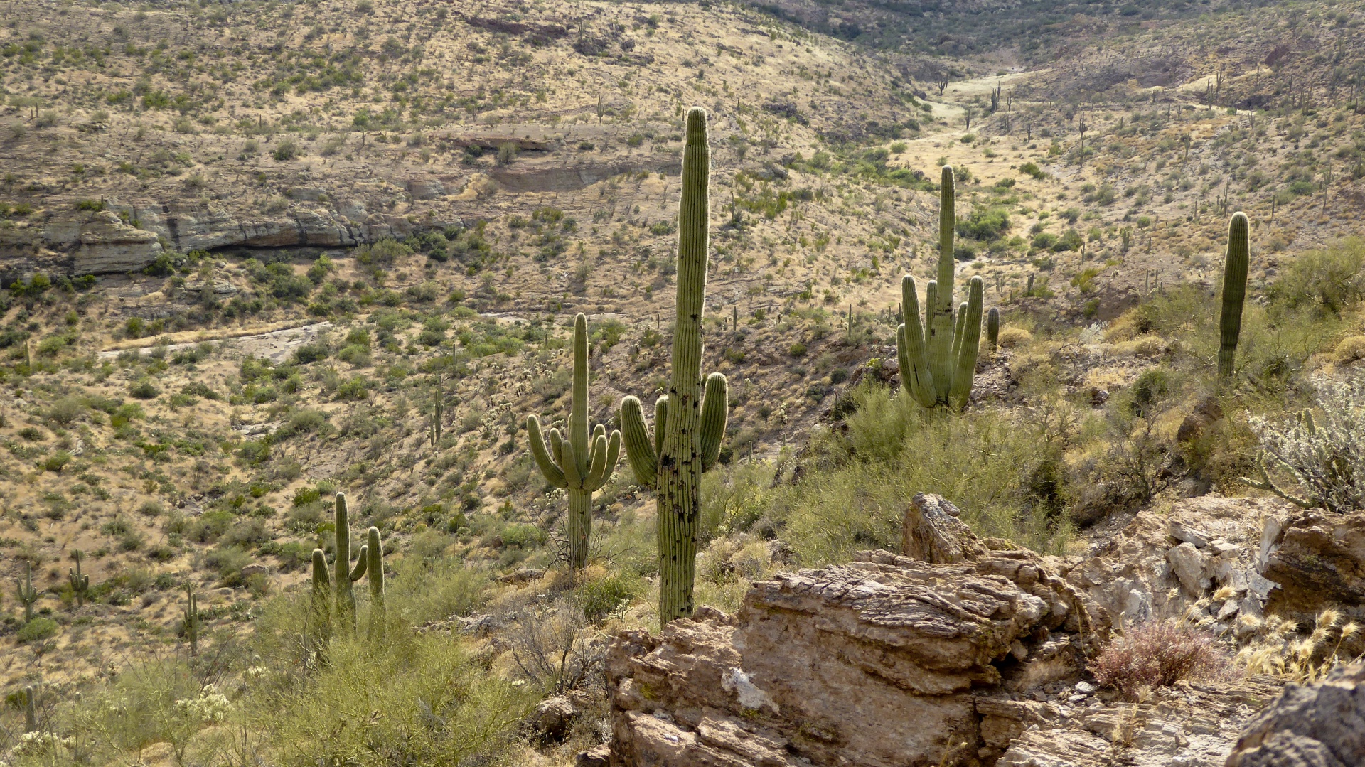 mountainous landscape of Saguaro cacti