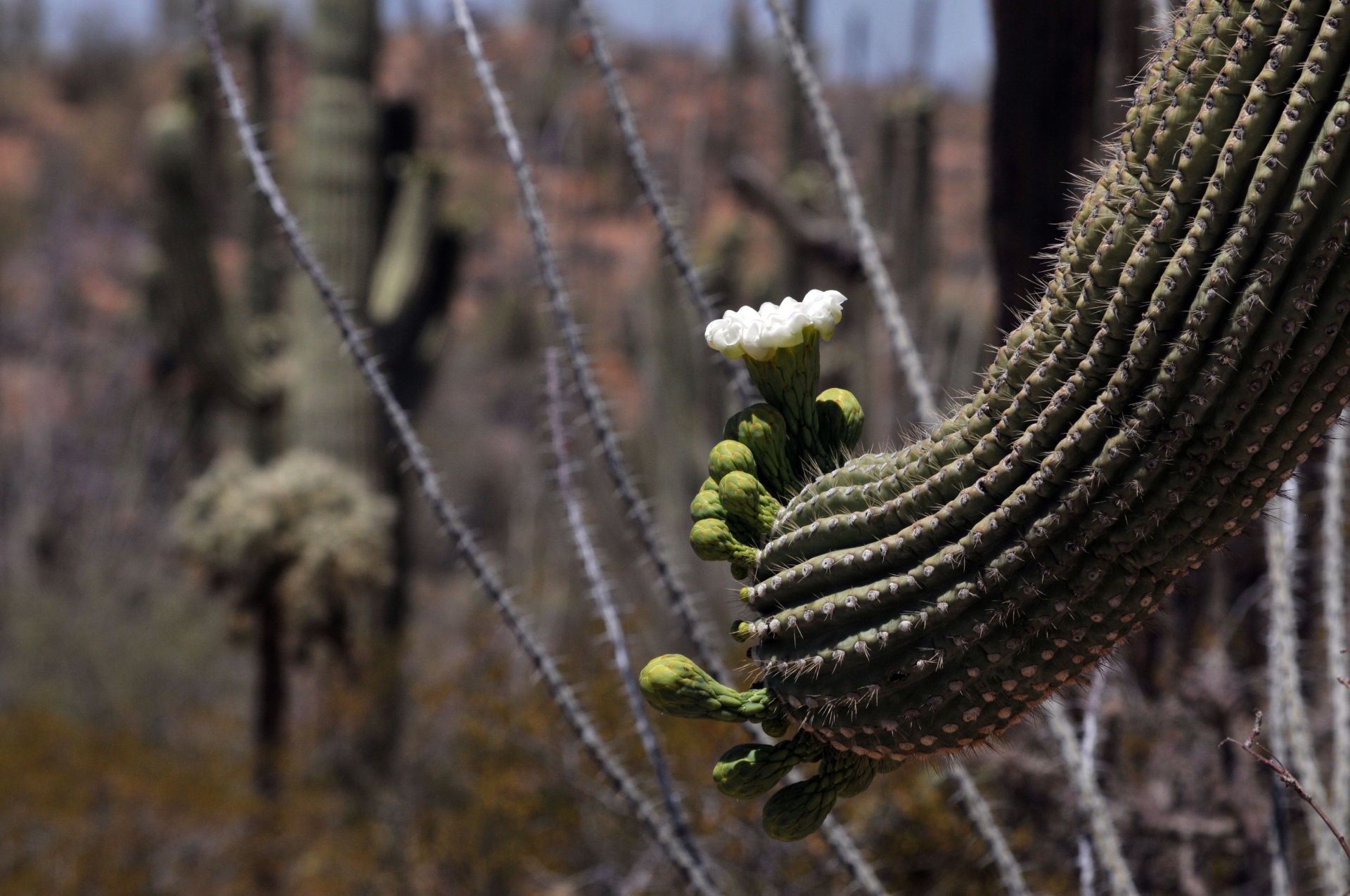 Saguaro Cacti Flower