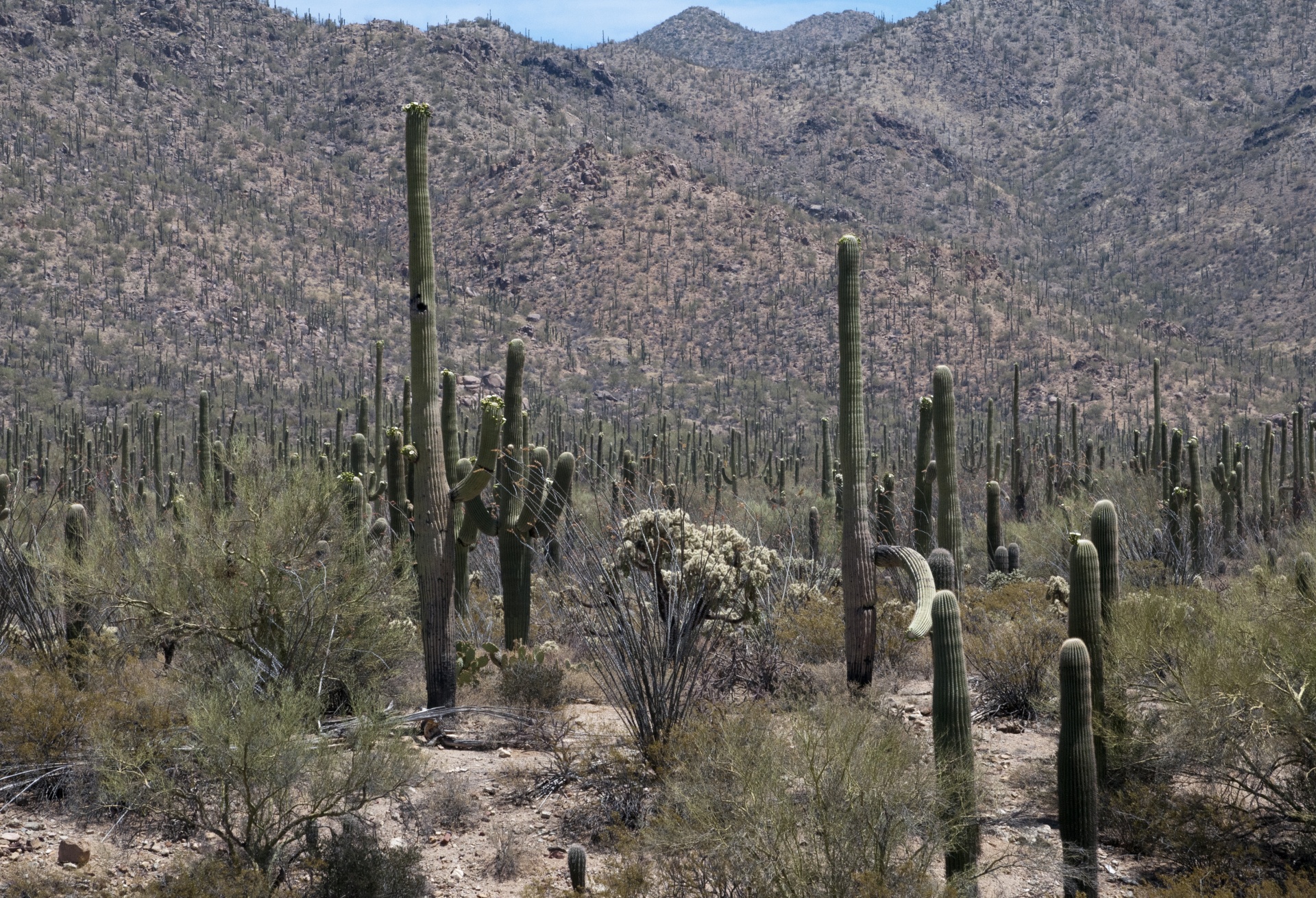 Saguaro Cacti Forest