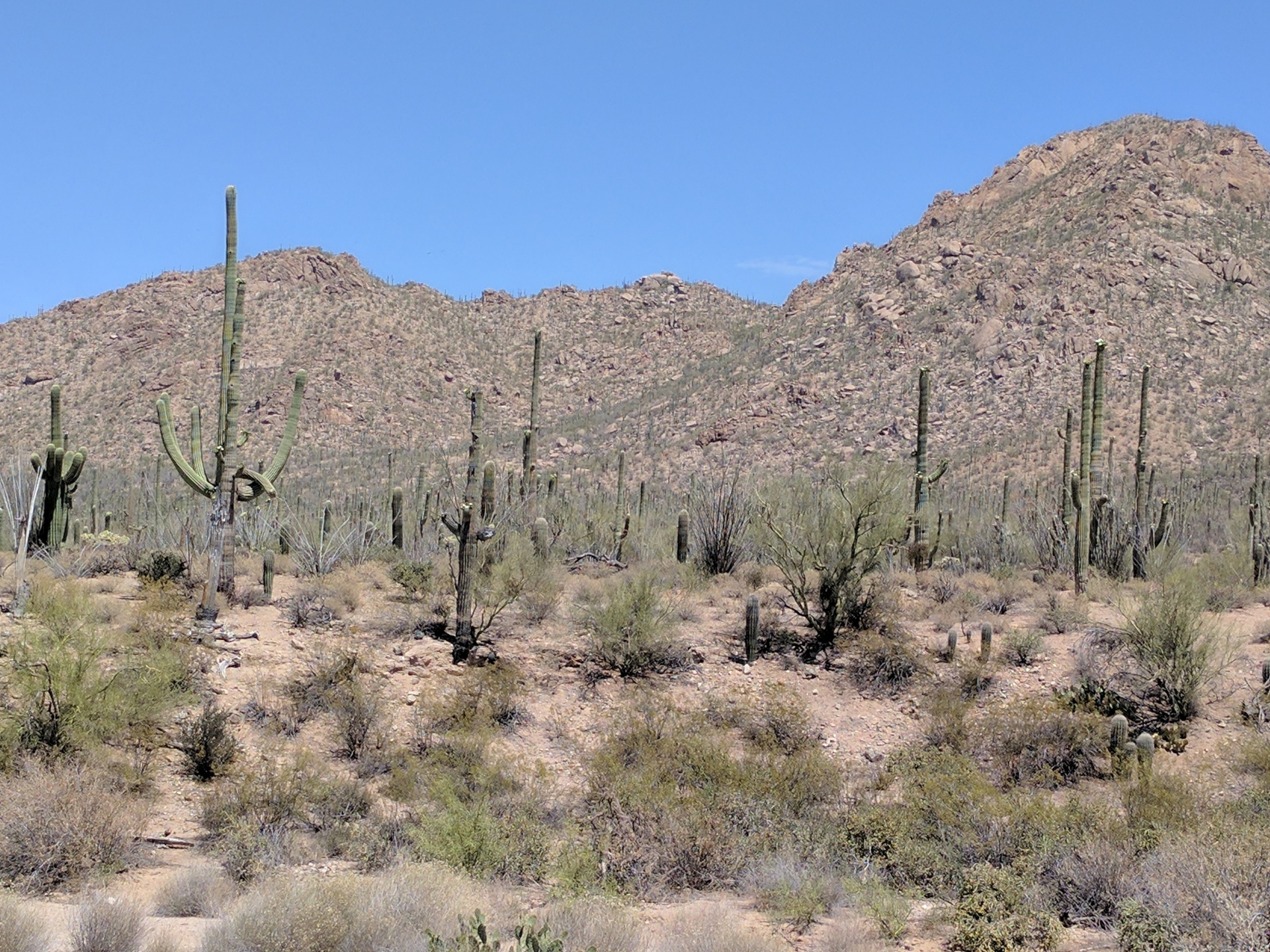 Saguaros Cacti