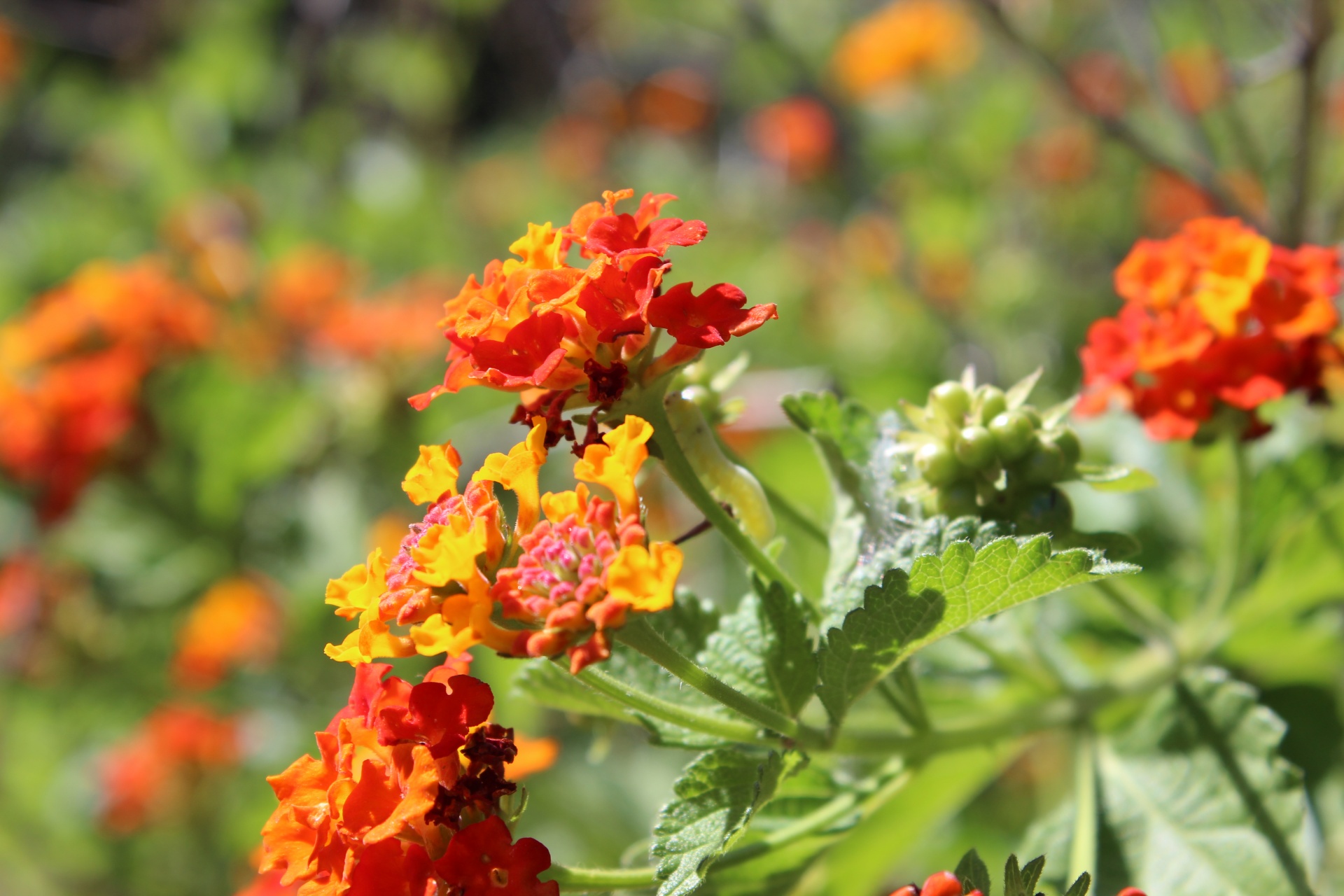 Texas in spring has many lovely flowers. Lantana is a popular bush with bright orange blossoms. If you look, you can see a little caterpillar-like sawfly larvae crawling up the stem.