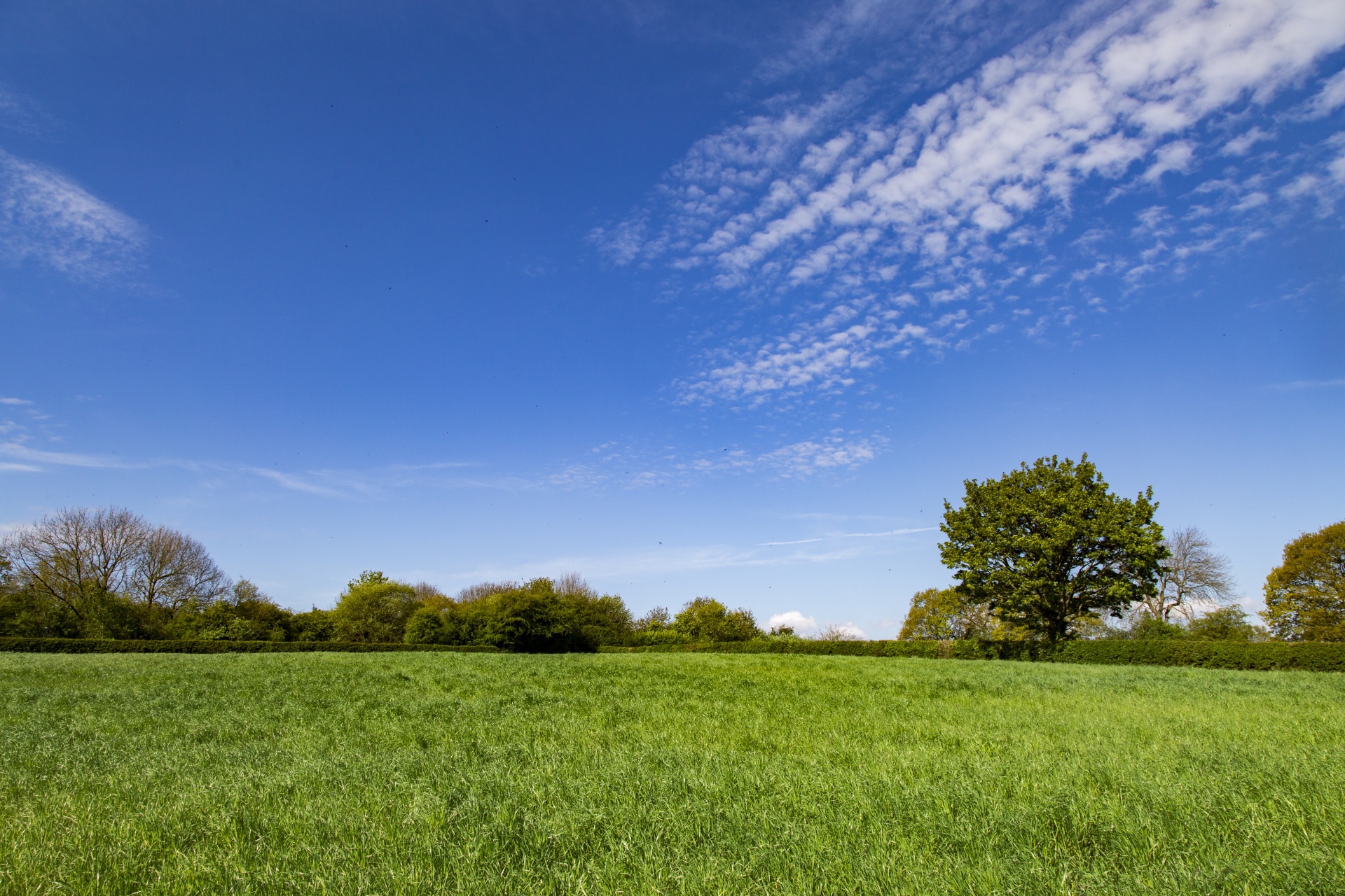 Summer Landscape, Grass, Tree and Blue Sky