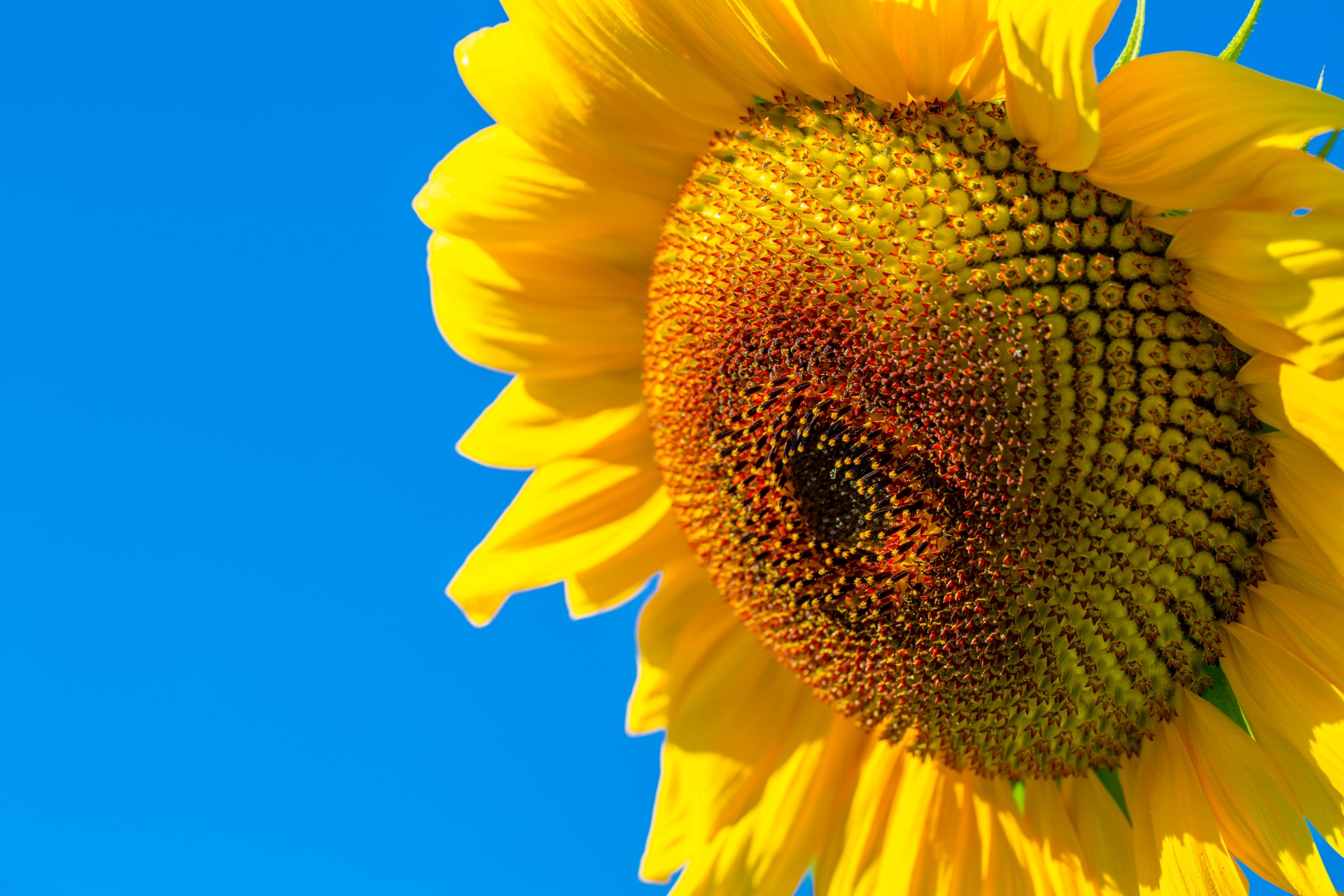sunflower-detail-free-stock-photo-public-domain-pictures