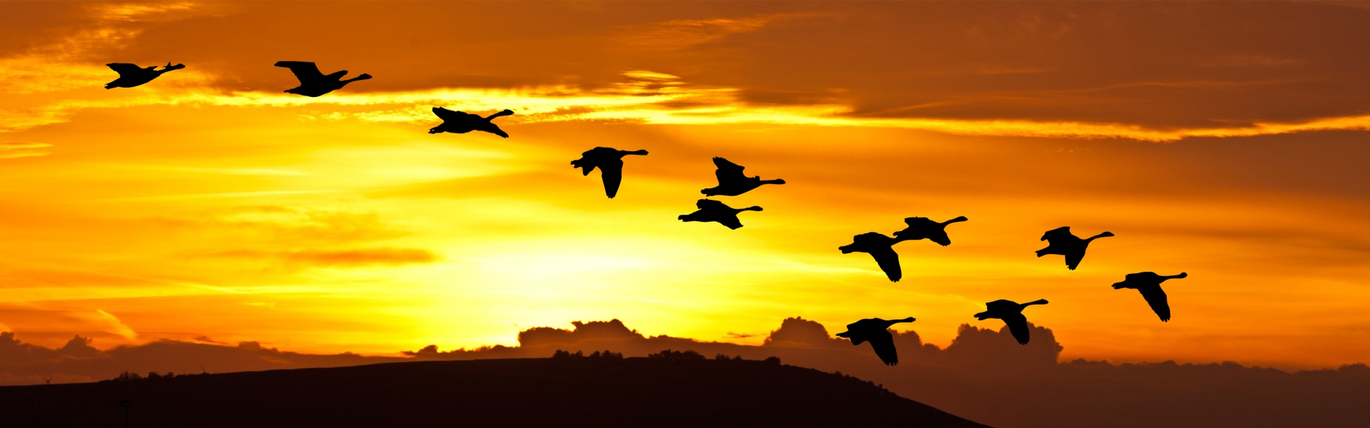 Sunrise Birds In Flight
