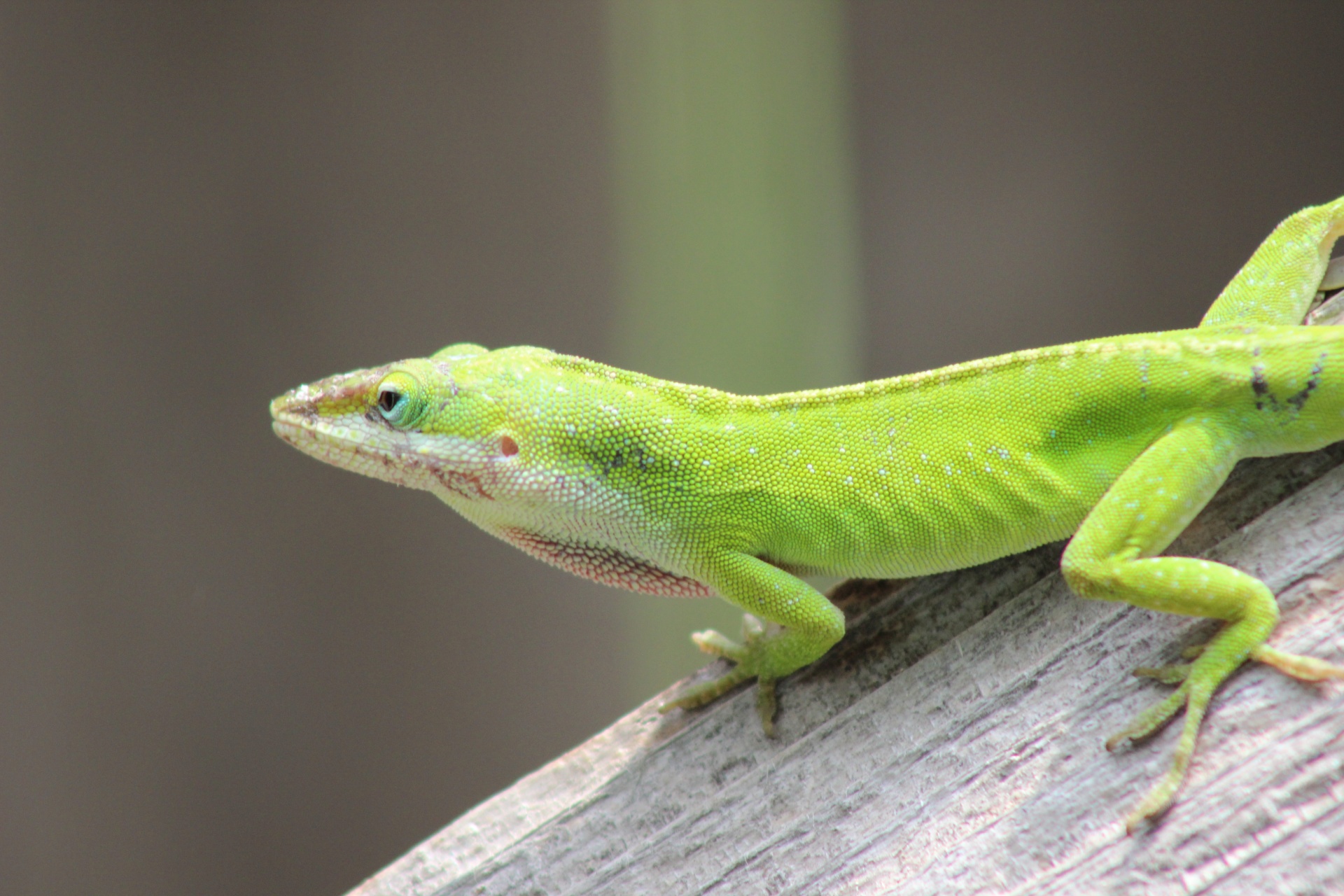 Texas Lizard, Green Anole