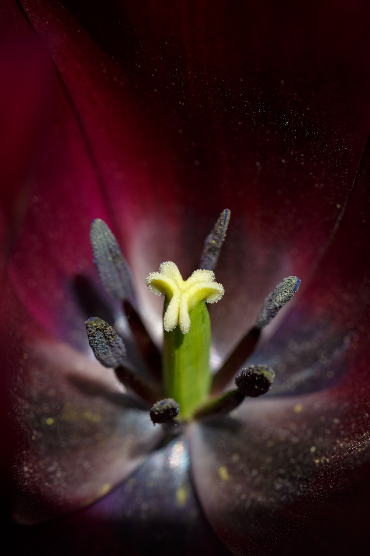 Tulip Pistil