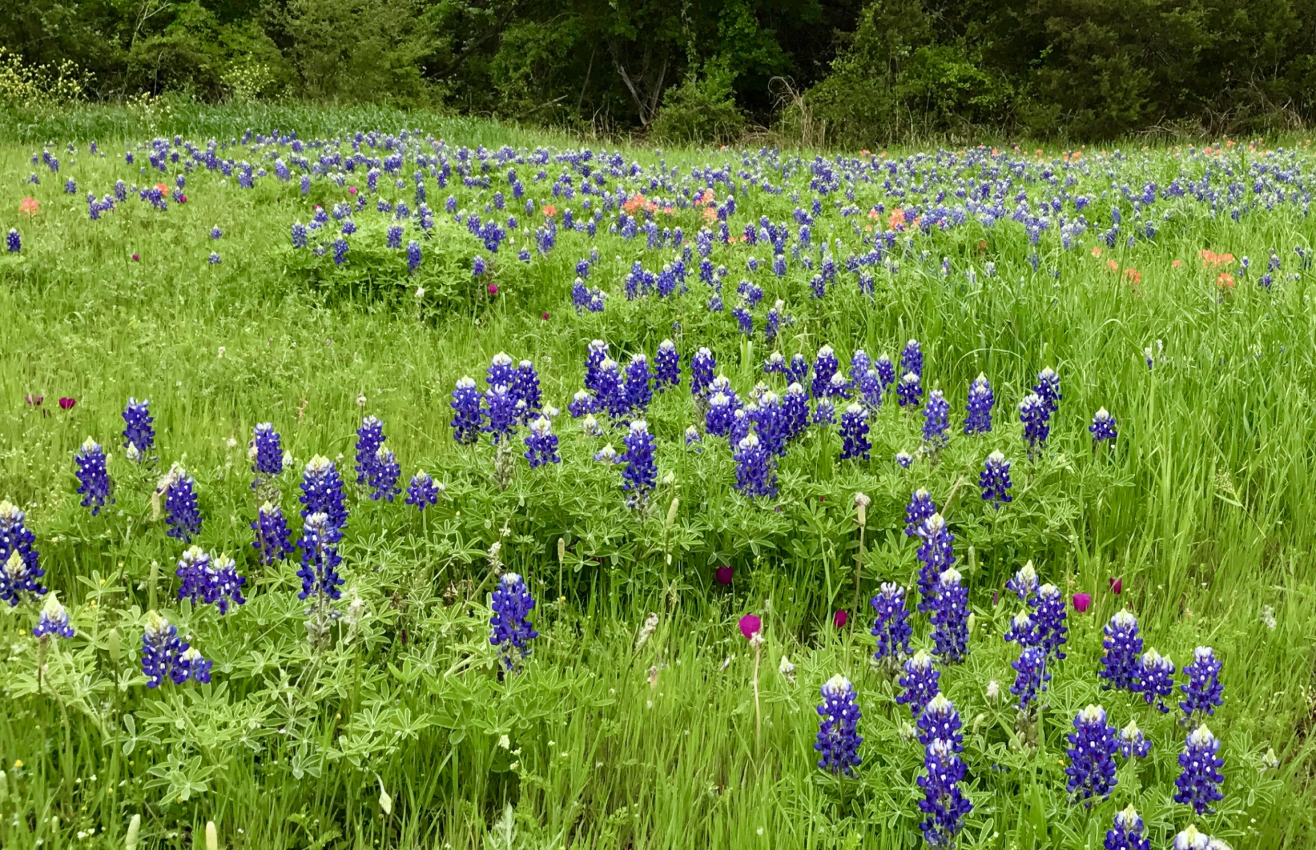 Bluebonnets and wildflowers