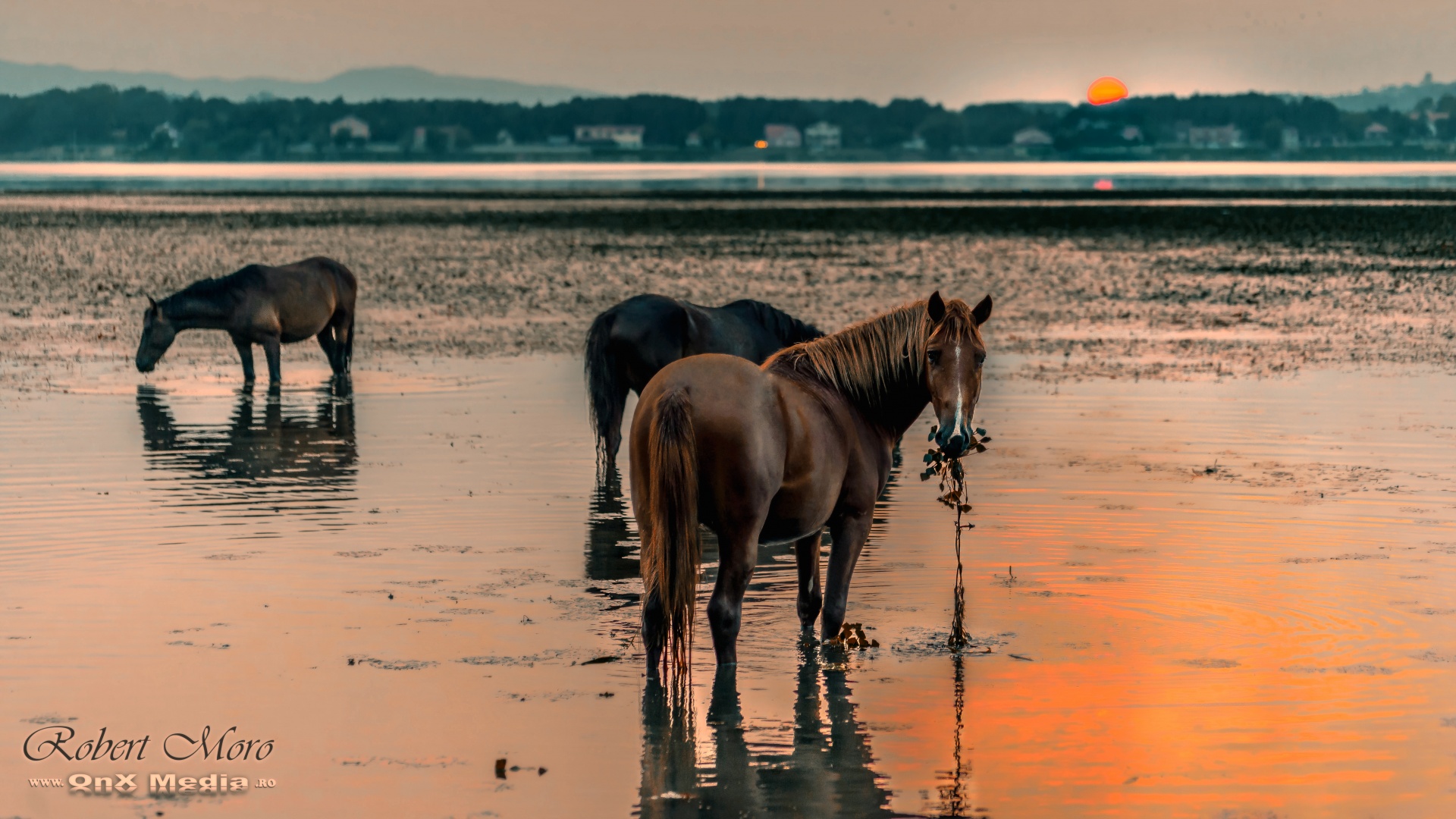 Wild horses in sunset summer