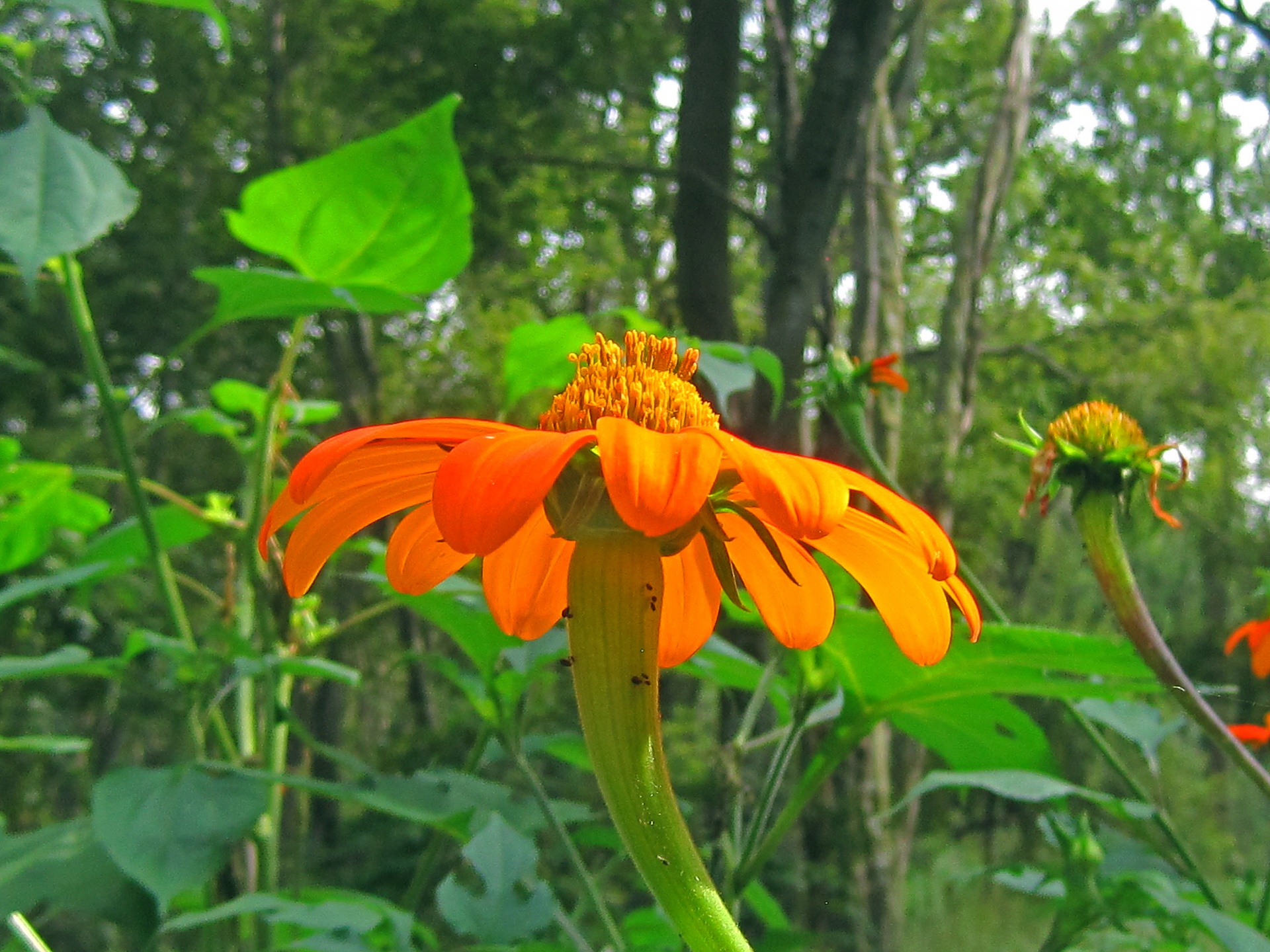 Wild Orange Cone Flower