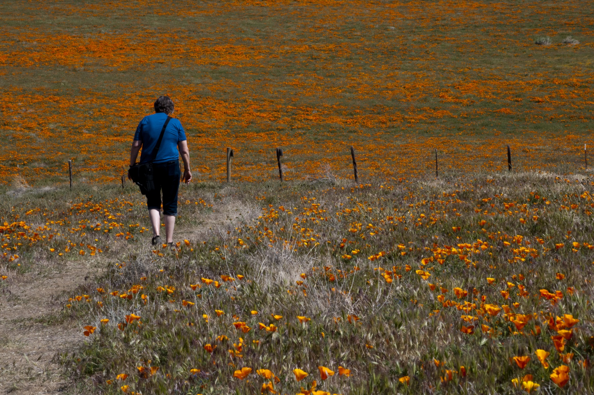 Woman Walking The Poppy Fields