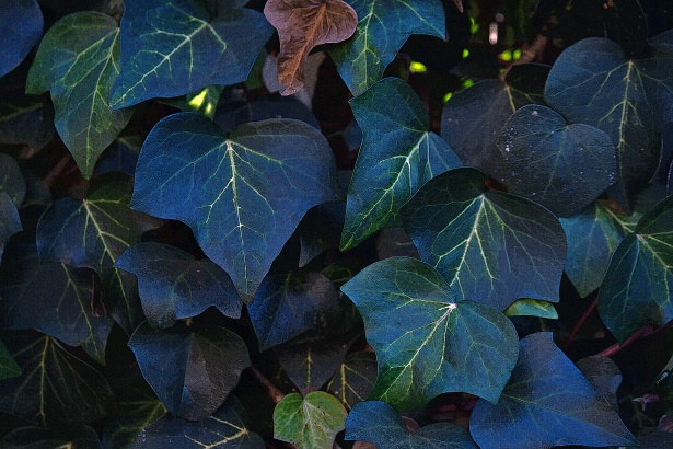 Foglie di edera verde scuro Immagine gratis - Public Domain Pictures
