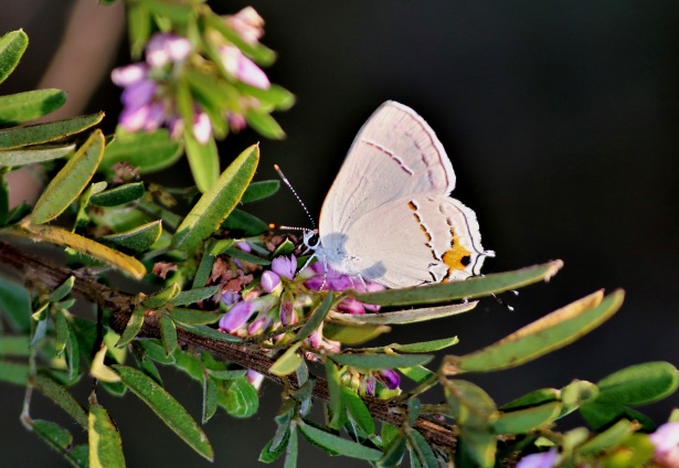 Šedý motýl Butterfly 2 Stock Fotka zdarma - Public Domain Pictures
