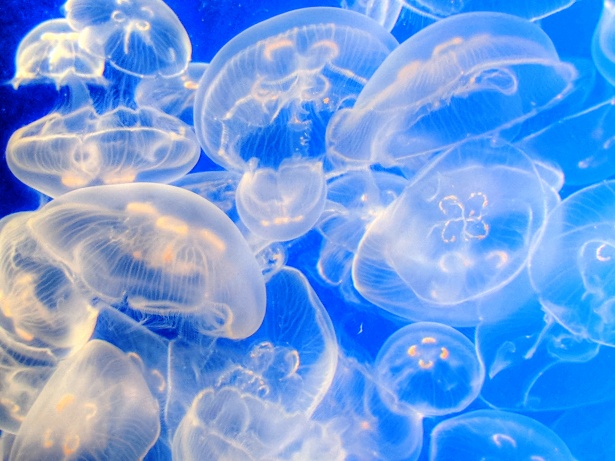 Jellyfish Background Free Stock Photo - Public Domain Pictures