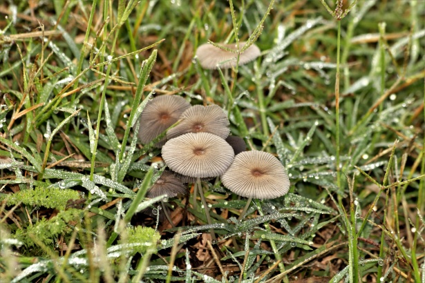 Parasol Mushrooms In Morning Dew Free Stock Photo - Public Domain Pictures