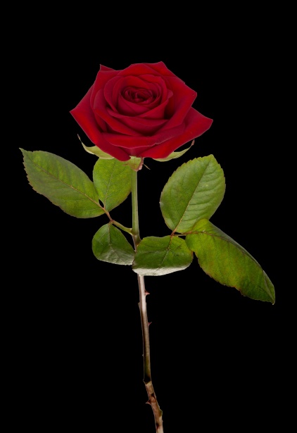 Rosa rossa Immagine gratis - Public Domain Pictures