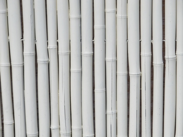 Bambú blanco Stock de Foto gratis - Public Domain Pictures