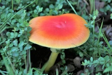 Amanita Jackson Mushroom Close-up