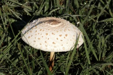 Amanita Mushroom And Morning Dew