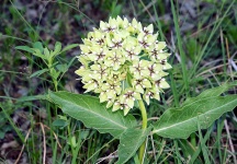 Antelope Horn Milkweed Plant
