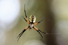 Argiope Spider Close-up