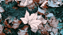 Autumn Leaves Cartoon Effect