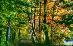 Autumn Path