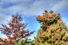 Autumn Tree Tops