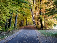 Autumn Walking Path