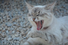 Cat Yawn, Cat, Feline