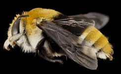 Banded Bee