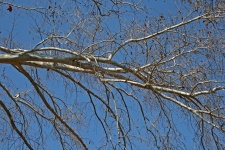 Bare Plane Tree Branch In Winter
