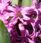 Bee Hind