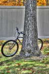 Bike Leaning Against Tree