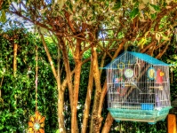 Bird Cage In The Garden